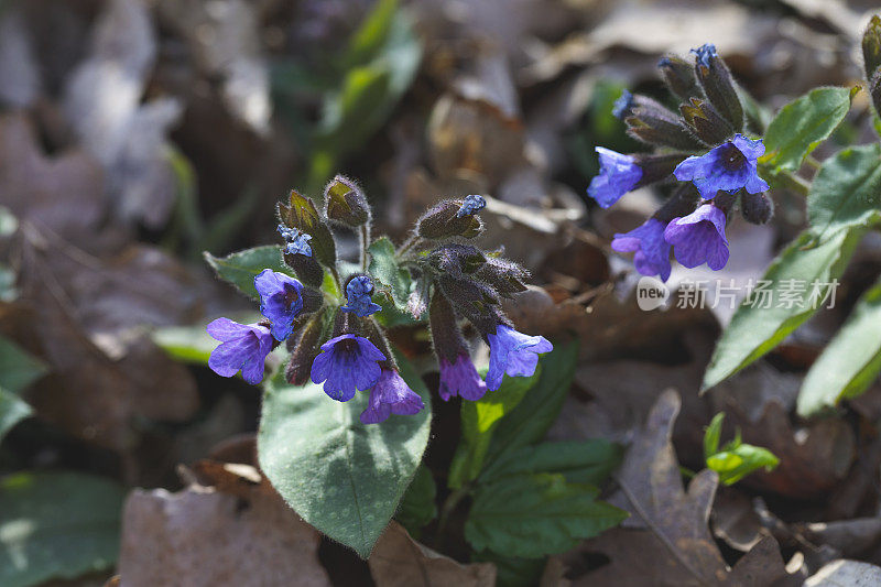 Pulmonaria officinalis